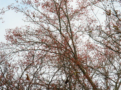 アズキナシ樹