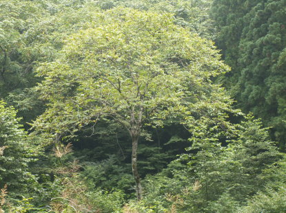 オニグルミ樹