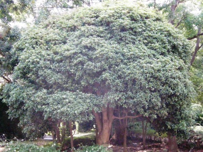 ヒイラギ樹