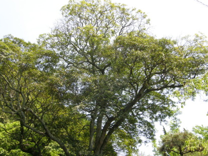 ホルトノキ樹