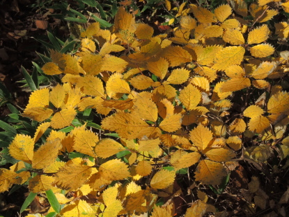 コアジサイ黄葉