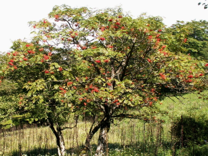ナナカマド樹