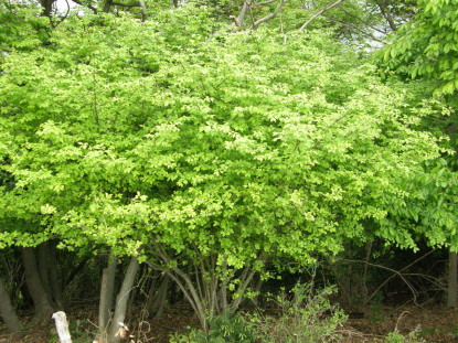 ニシキギ樹