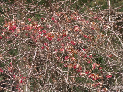 サルトリイバラ樹