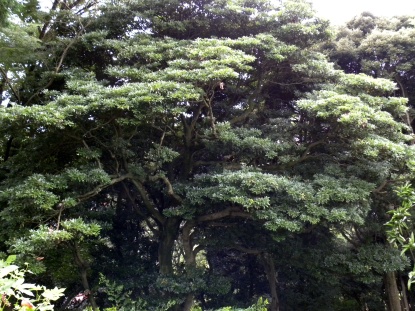 タブノキ樹