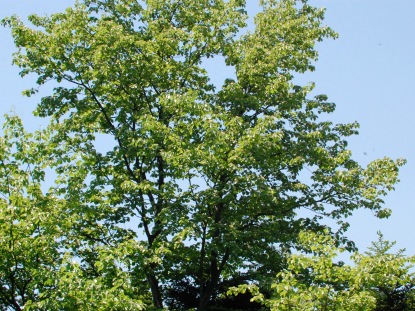 ウラジロノキ樹